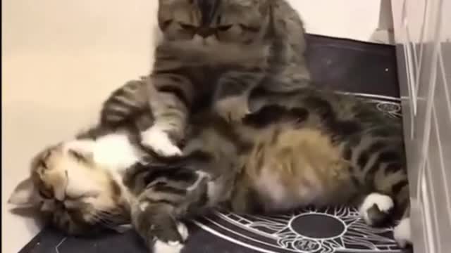 Funny and Cute Cat's Life #2