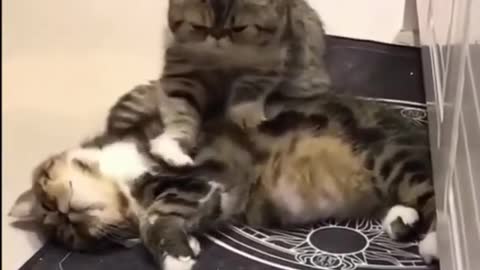 Funny and Cute Cat's Life #2