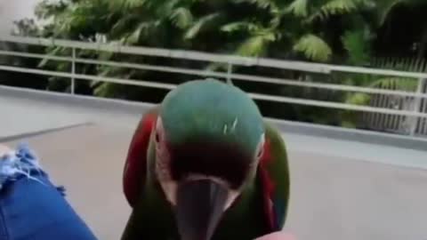 Parrot eating melon seeds