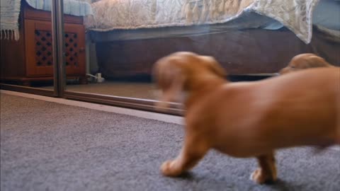 Lovely Dog funny