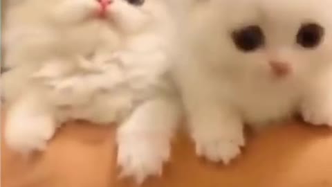 Cute funny cats