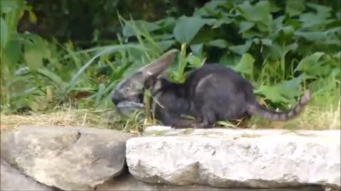 New Funny animal video compilation, Cat And Dog, Smart Cat