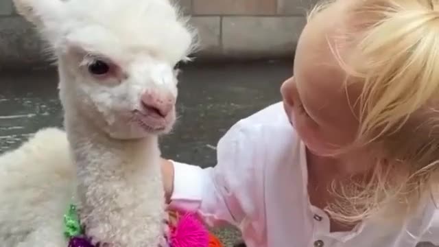 Small child playing with her animal,,,its more funny