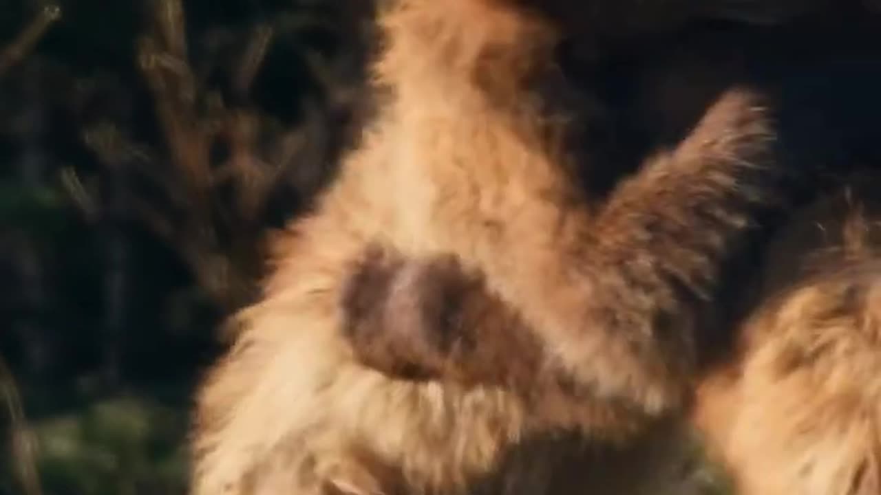 Animal best video