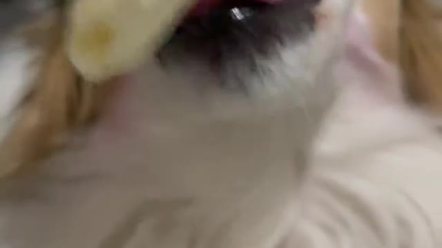 Dog eat cheese