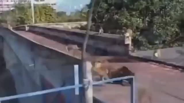 Dogs vs monkeys fun fight 😂🐵