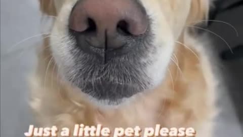 How can you not pet this doggo 😍🐶 #dogs #shorts