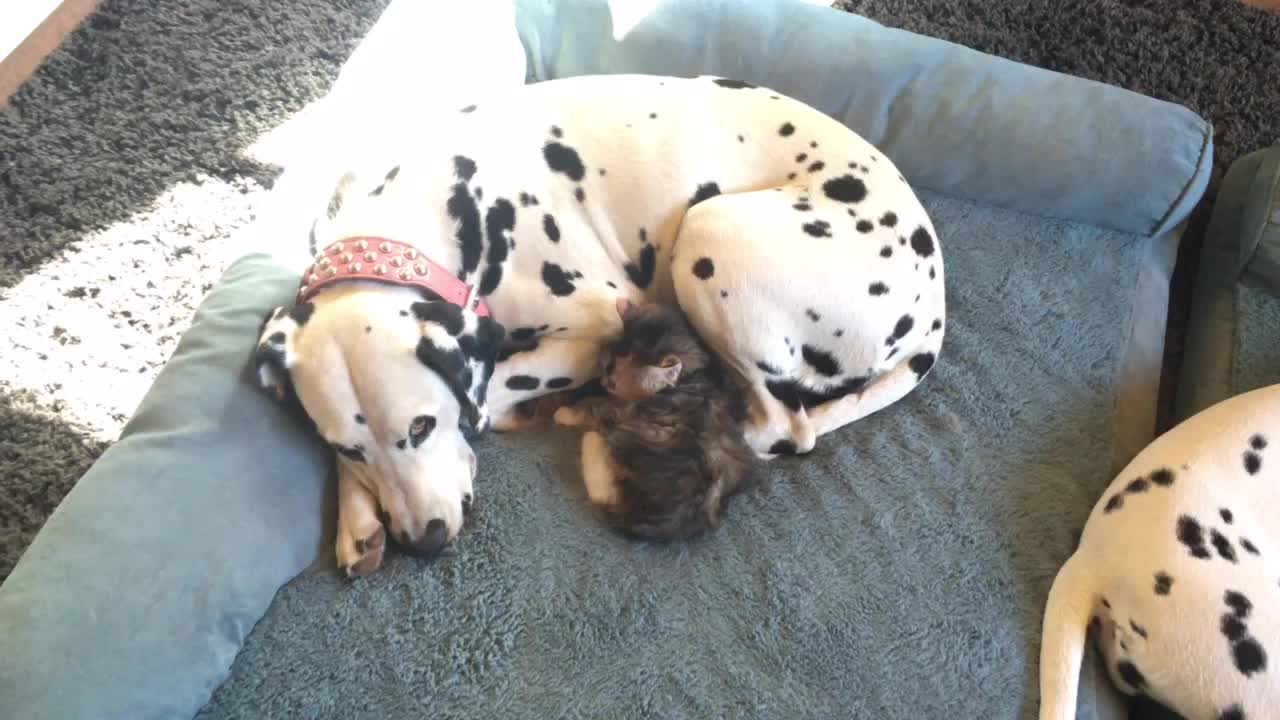 Dalmatians Nap With Litter Of Foster Kittens
