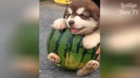 cute puppy inside a watermelon 🍉😍