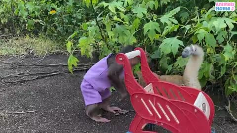 This Rescued Monkey and Cat Are the Sweetest Friends You’ll Ever See