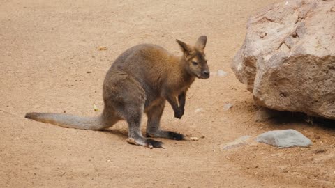 Kangaroos while looking at you at sunset in kangaroo