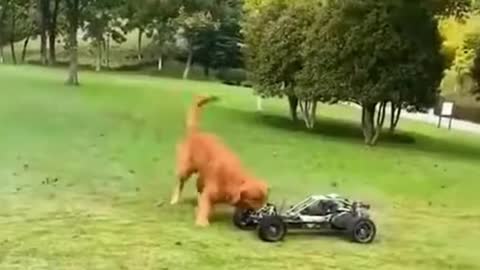dog loves drive