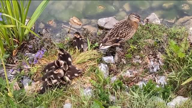 Small and beautiful birds.