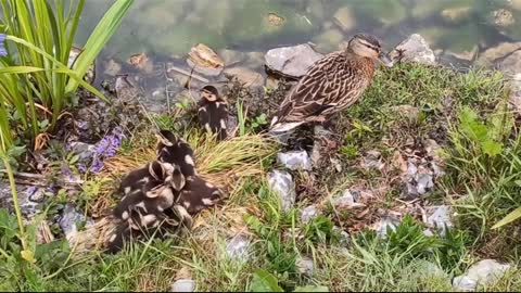 Small and beautiful birds.