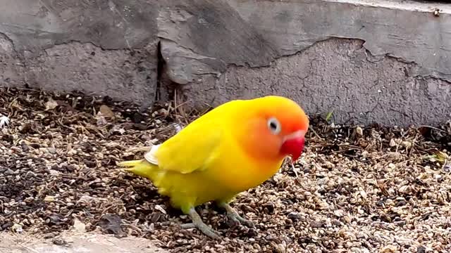 LOVE BIRDS SINGING