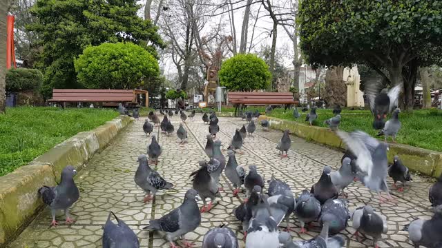 Ribuan Burung Merpati