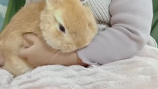 抱っこ❤️ A Cute girl play with rabbit 🐰 🥰🥰