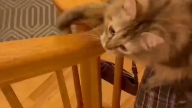 funny and crazy cats from the internet, check out the videos.