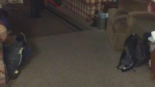 Zoomie Time