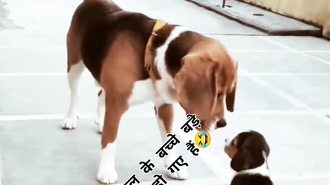 Viral cute funny puppy with own father dog's