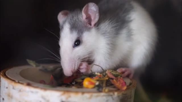 Rat 🐁 eating food 🤣 muse #video