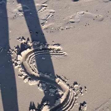 North Naples, Florida beach walk, God's creatures at their best. 2/23/24