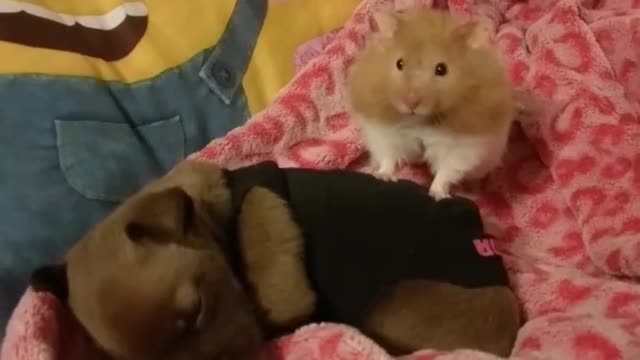 Hamster & Puppy Best of Friends