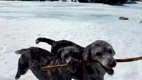 Dogs playing in the snow