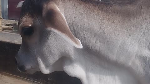 Konkaraj baby cow