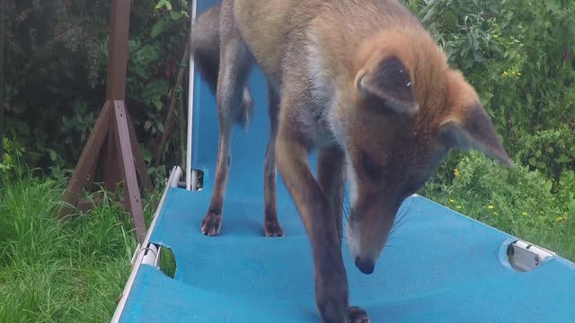 Fox Chewing Camera