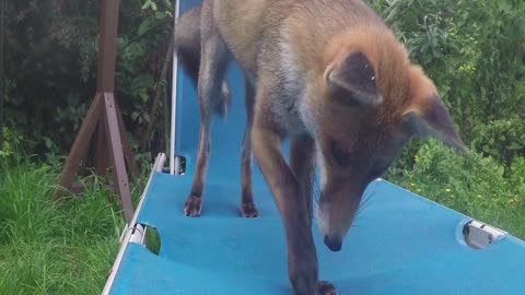 Fox Chewing Camera