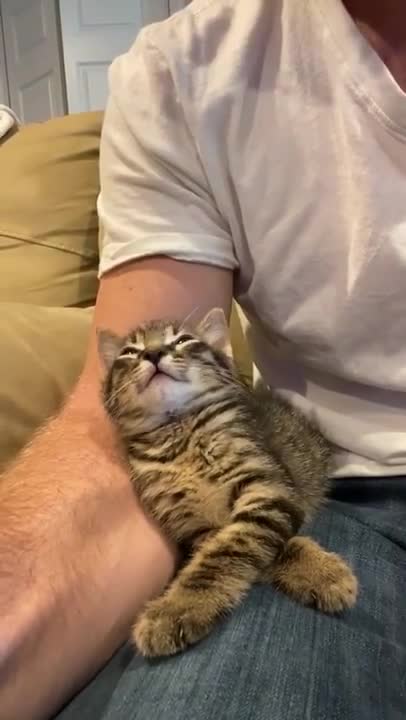 Guy asking kitten, how are you, and kitten responds.