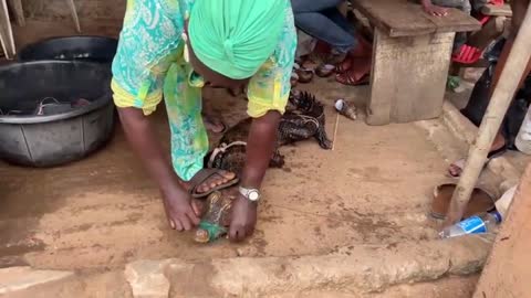 Crocodiles market in nigeria shocking extreme bush meat