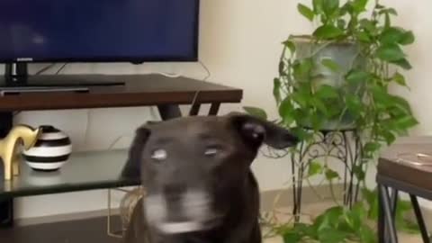 See what would happen, if you call your dog if is just next to you. Try Not To Laugh