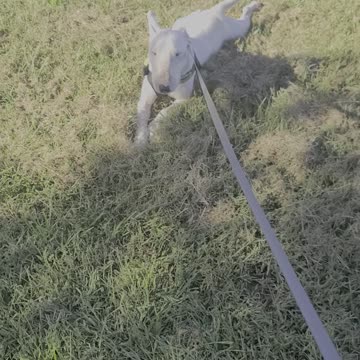 Cash doing a low crawl like a bully!