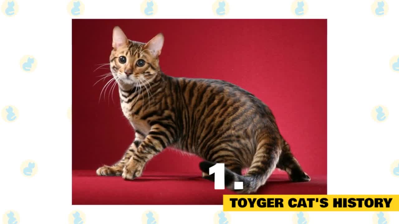 Toyger Cats 101 : Fun Facts & Myths