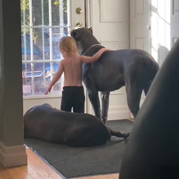Cane corso with toddler