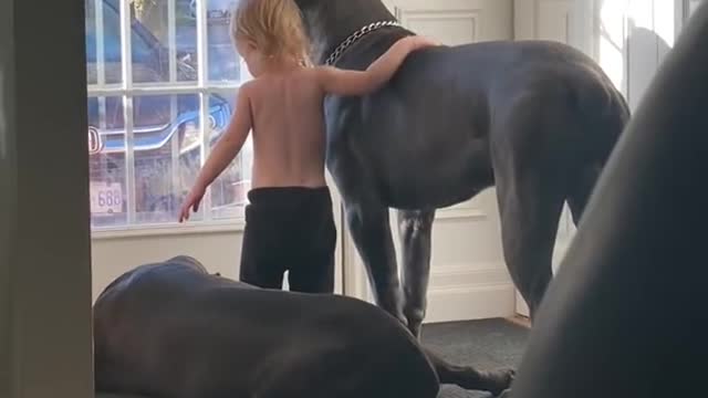 Cane corso with toddler