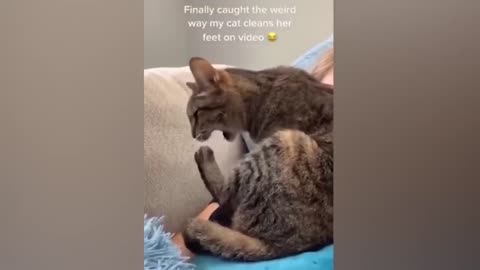 funny videos