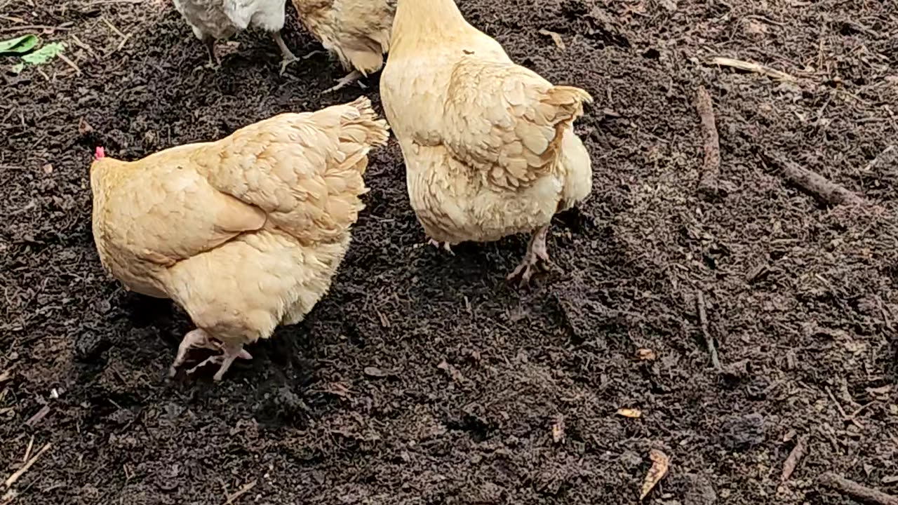 OMC! Chickens love to help compost while scratching and pecking for worms!