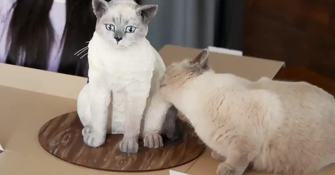 Funny Cats video || You did not stop your laughing