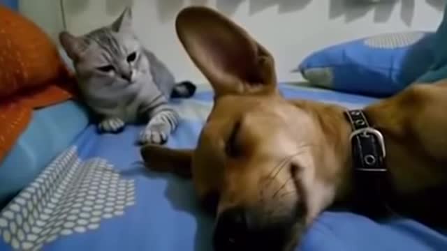 cat and dog funny videos