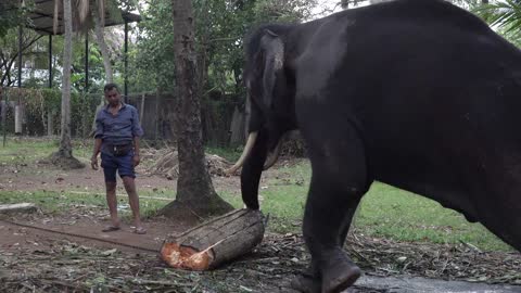 Tusker elephant eating food