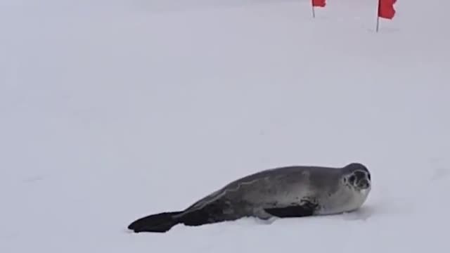 Unable to find food in the sea, the seals have to go to the snow to find something to eat