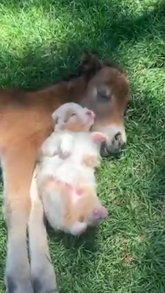 So so cute very touching