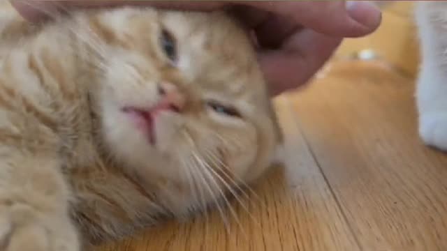 The cat uses its tail to sign its every thought.