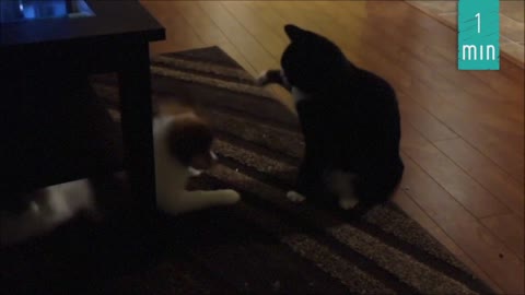 Cats and dogs funny moments 2020202