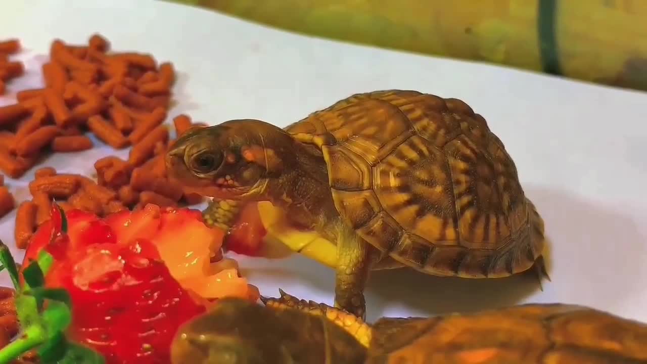 Feed the red eastern box turtle, come and see if it's beautiful