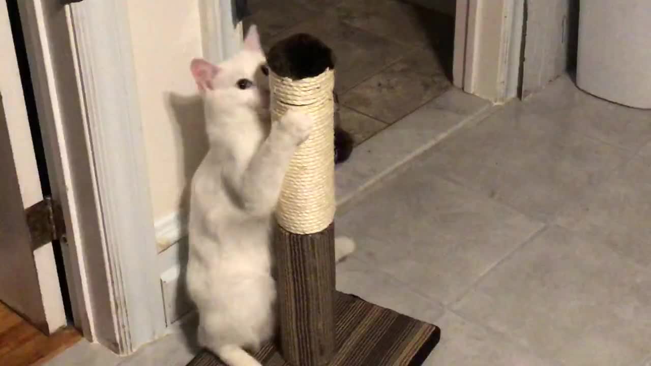 Deaf cat having fun