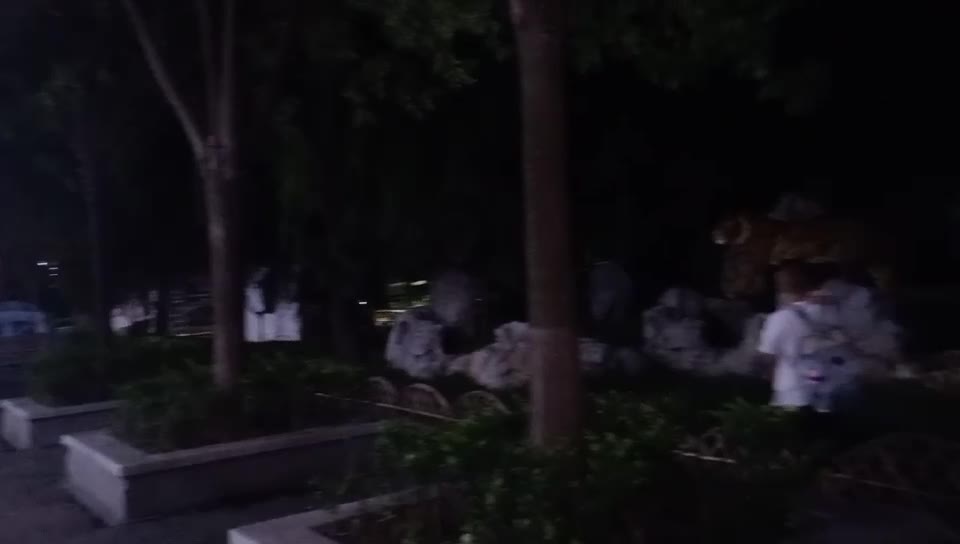 A tiger stands on the mountain at night